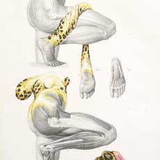 Troels Carlsen
