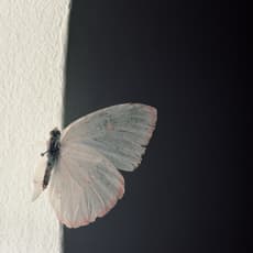 Brigitte Lustenberger