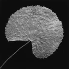 Robert Mapplethorpe