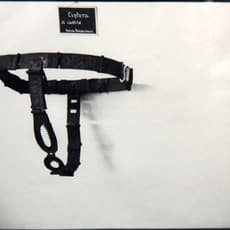 Zoe Leonard