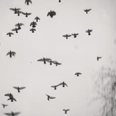Elliott Erwitt