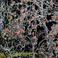 Vered Nachmani
