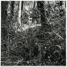 Takeshi Honda