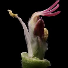 Maria Fernanda Cardoso