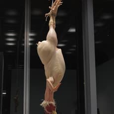 Ron Mueck