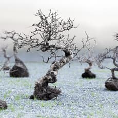 Su-Mei Tse 謝素梅