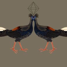 Stine Nielsen Ljungdalh