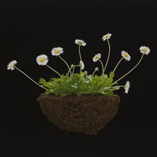 Riccardo Evangelisti