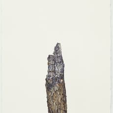 Jane Wilbraham