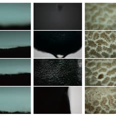 Hu Xiaoyuan 胡晓媛