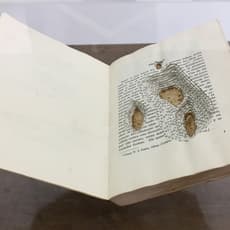 Luisa Fernanda Lindo