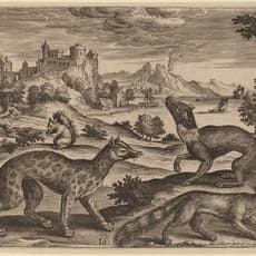 Adriaen Collaert