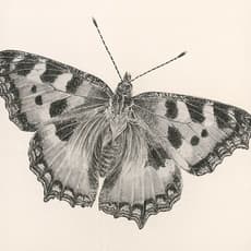 Zhang Yirong 張藝蓉