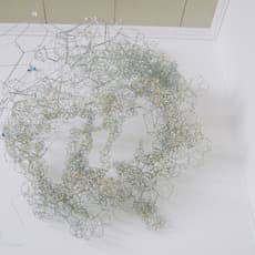 Rebecca Ripple