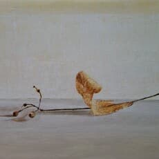 Costel Chitimus