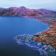 Richard Mosse