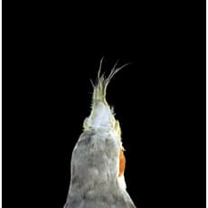 Lynne Roberts-Goodwin