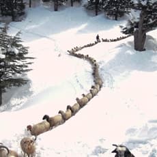 Muzaffer Ketmen