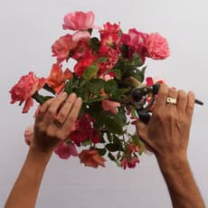 Ottonella Mocellin - Nicola Pellegrini