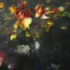 Ori Gersht