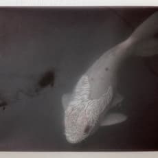 Juliette-Andrea Elie