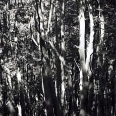 Wolfgang Tillmans