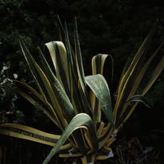 José Maçãs de Carvalho