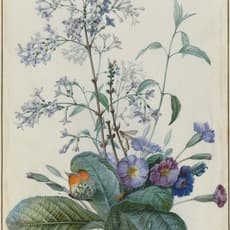 Pierre Joseph Redouté