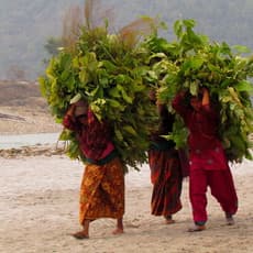 Andesh Timilsina