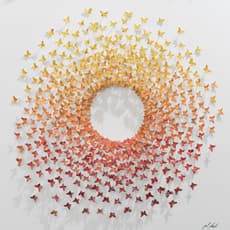Joel Amit