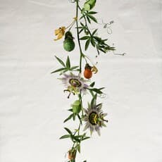 Corina van Marrewijk