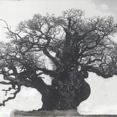 Patrick Van Caeckenbergh