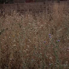 Ange Frédéric Koffi