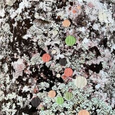 María Bayá, Corteza (2024) by Baya