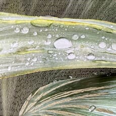 María Bayá, Gotas #3 (2024) by Baya